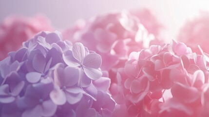 Poster - Soft pastel hydrangeas in full bloom close up view