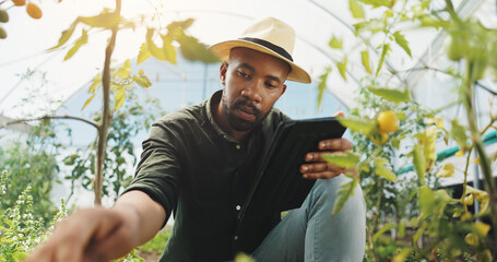 Wall Mural - Agriculture, inspection and man in greenhouse, harvest and checking for growth, farmer and outdoor. Sustainable business, production and black person with plants in environment and quality assurance