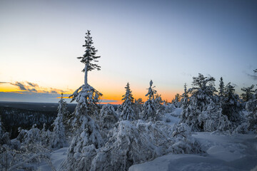 Wall Mural - snow covered trees with sunset sky in Iso-Syöte in Finland