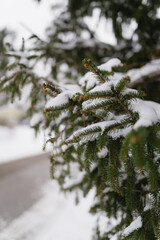 Wall Mural - Close-up of snow-covered pine branch after a winter snow storm