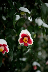 Wall Mural - Snow-covered camellia flower blooming in a rare southern winter scene