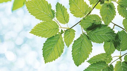 Wall Mural - Fresh green leaves, bright sunlight, bokeh background, nature photography, website banner