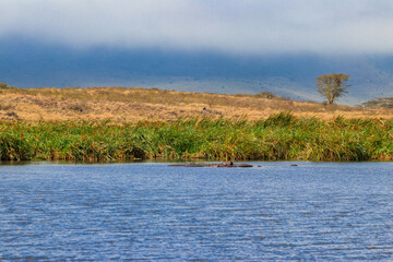 Poster - Group of hippos (Hippopotamus amphibius) in a lake in Ngorongoro Crater national park, Tanzania