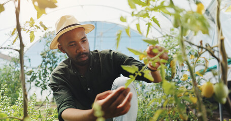 Wall Mural - Agriculture, inspection and man in greenhouse, serious and checking for harvest, farmer and outdoor. Sustainable business, production and black person with plants in environment and quality assurance