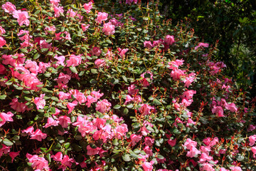 Canvas Print - Pink Azalea (Rhododendron williamsianum) in full bloom in a garden at spring