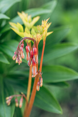 Wall Mural - Vertical image of 'Gold Heart' bleeding heart. Lamprocapnos formerly Dicentra spectabilis