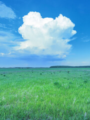 Wall Mural - large cloud in the sky over a field of grass