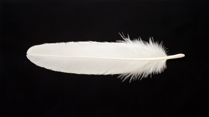 Poster - single white feather with soft textures on black background