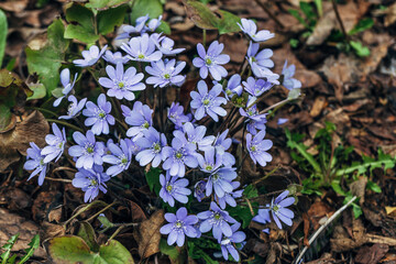 Wall Mural - A clump of beautiful blue liverwort (Hepatica nobilis), one of spring's most magnificent flowers