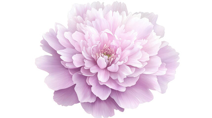 Wall Mural - A stunning pink flower in bloom against dramatic black background vivid