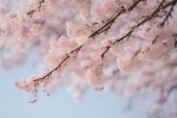 Canvas Print - Pink blossom 