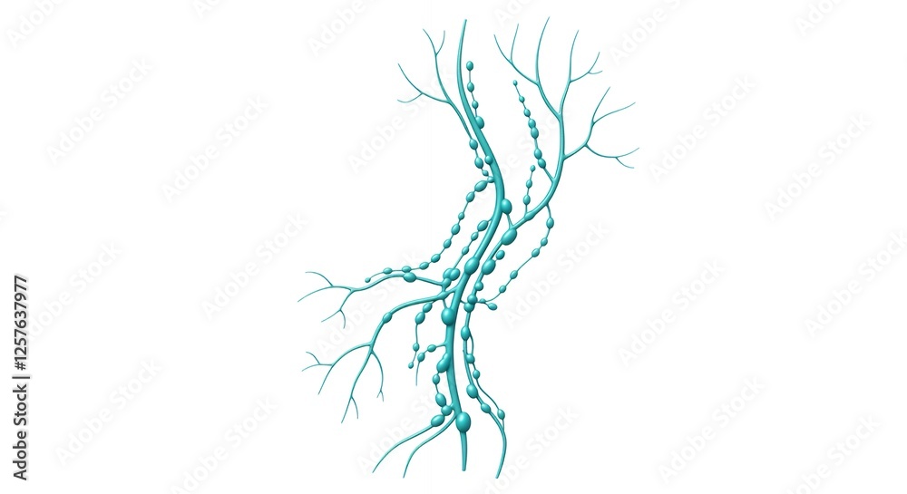 Lymphatic system illustration featuring nodes and vessels in teal Stock ...