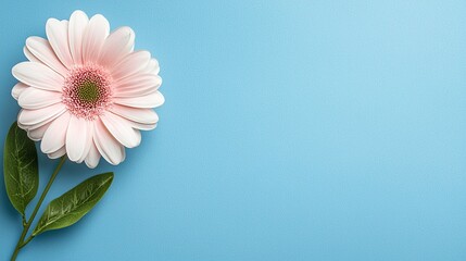 Wall Mural - A single pink flower with green leaves on a blue background