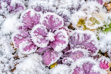 Winterlandschaften von Moos, Flechten und Heide in Jütland