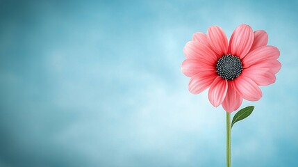 Wall Mural - A single pink flower on a blue background