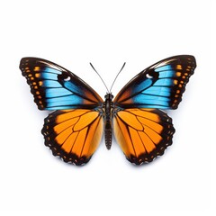 Poster - vibrant butterfly isolated on white background, capturing the beauty and grace of nature, perfect fo