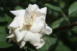 White gardenia flowers. Cape jasmine (Gardenia jasminoides).