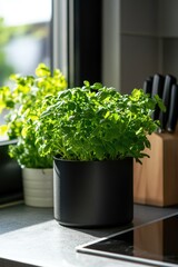 Canvas Print - Potted Plant by Window