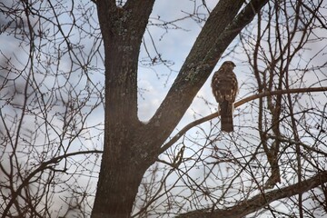 a sparrowhawk sits on a tree branch