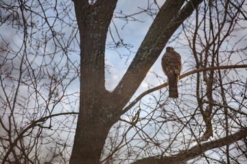 a sparrowhawk sits on a tree branch