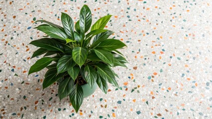 Poster - Medium closeup of a lush indoor plant p on a terrazzo floor where the green leaves contrast beautifully with the multicolored specks enhancing the retromodern aesthetic of the