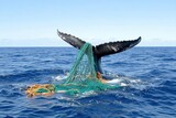 A whale's tail entangled in a fishing net, highlighting the impact of plastic pollution on marine life, with the whale diving into the blue ocean.
