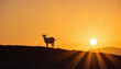 © Margarita - Silhouetted goat standing on a hill at sunset for blogs, websites, nature-themed designs, educational materials, environmental awareness, and outdoor lifestyle illustrations
