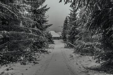 Wall Mural - Landscapes - Forest - Europe, Romania, Suceava region