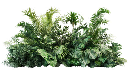 Poster - Tropical plants and trees growing in a lush green garden with transparent background