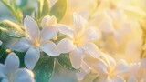 Serene Gardenia Blossoms, Dew-Kissed Petals at Sunrise