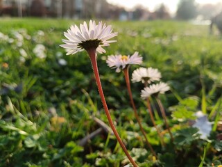 Wall Mural - field of daisies