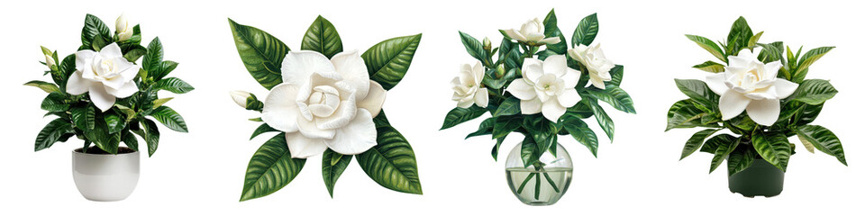 Wall Mural - Elegant arrangement of white gardenia flowers with green leaves in a glass vase  Serene and tranquil floral display perfect for home office or event Botanical natural and organic design element