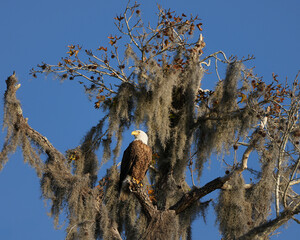 bald eagle perched in a tree