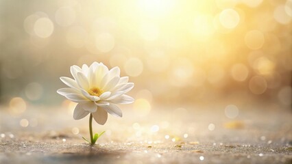 Aufkleber - A Single White Flower Blooming in Golden Sunlight on Sparkling Sand