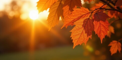 Wall Mural - Golden hour light illuminating orange-hued leaves in Lincoln, Nebraska , gold, image