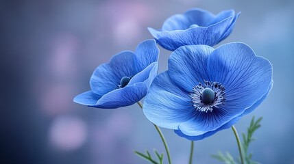 Sticker - Delicate Blue Anemones, Soft Bokeh Background