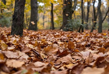 Autumnal Forest Floor: A Carpet of Golden Leaves