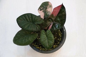 Wall Mural - Beautiful dark green and pink leaves of Alocasia Serendipity Variegated, a popular tropical plant