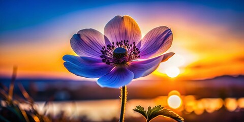 Wall Mural - Silhouetted Anemone Flower Against Sunset, Nature Photography