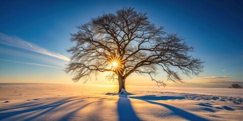 Aufkleber - Winter Sunset Silhouette A solitary, leafless tree stands in a snowy field, backlit by the vibrant colors of a setting sun, casting long shadows on the pristine snow.