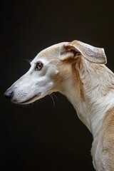 Poster - A close-up shot of a dog's face on a black background