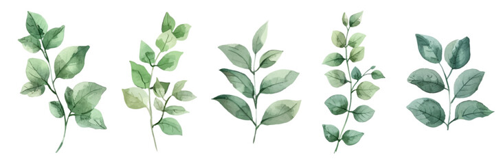 Watercolor green leaves png. Vector designer elements set collection of green forest green art leaves natural grass leaves in watercolor style. Decorative beauty elegant illustration for design