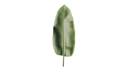 Poster - Single tropical green leaf with transparent background, perfect for graphic design projects