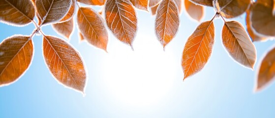 Wall Mural - Frost-Covered Autumn Leaves Against a Bright Blue Sky