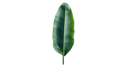 Fototapete - Single green tropical leaf isolated on transparent background