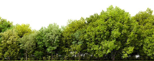 Fototapete - Row of trees isolated on transparent background. 3D rendering illustration