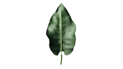 Poster - Single tropical green leaf with transparent background for easy isolation