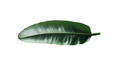 Poster - Single tropical green leaf isolated on transparent background