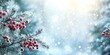 © Pech - Holly berries sparkling with frost on a winter morning, with a blurred background of evergreen trees.