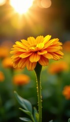 Wall Mural - Sun-kissed calendula petals unfolding in warm sunlight, flower, garden